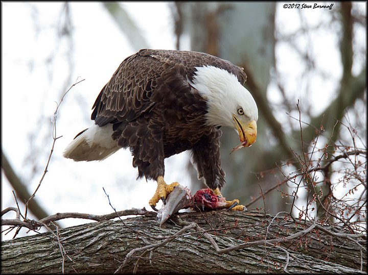 _2SB4289 american bald eagle eating fish.jpg